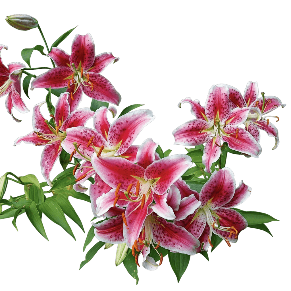 Oriental Hardy Lily (Lilium 'Stargazer') - Perennials