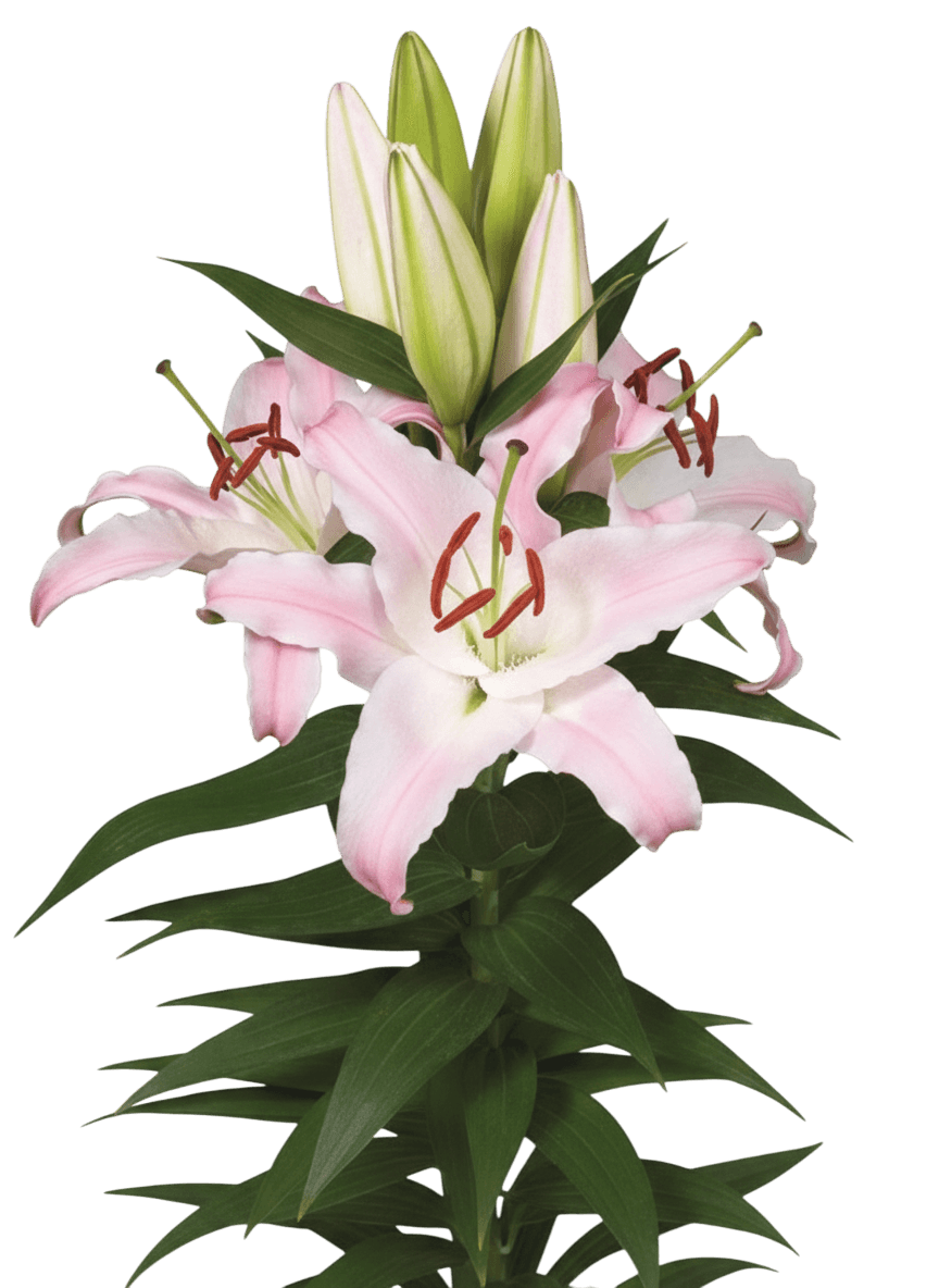 Oriental Lily (Lilium 'Sunny Bonaire') - Perennials