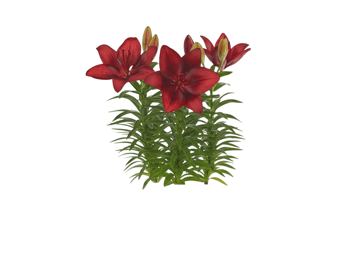 Dward Asiatic Lily (Lilium Lily Looks 'Tiny Comfort') - Perennials