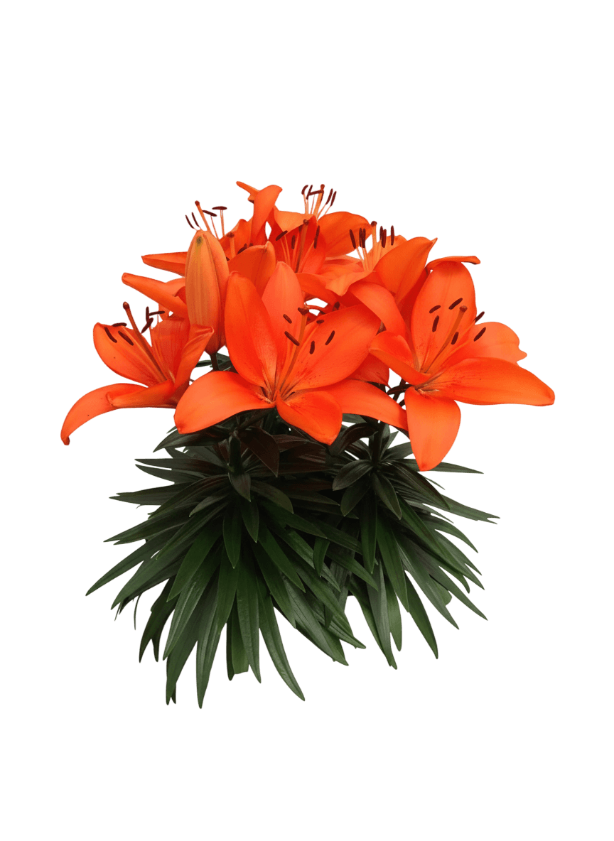 Dwarf Asiatic Hardy Lily (Lilium Lily Looks 'Tiny Heroes') - Perennials