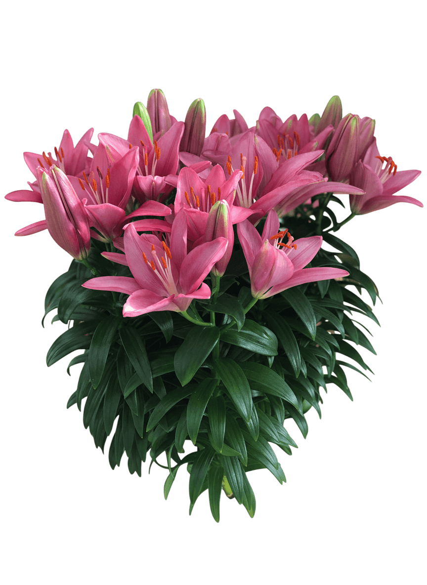 Dwarf Asiatic Hardy Lily (Lilium Lily Looks Tiny Pearl) - Perennials