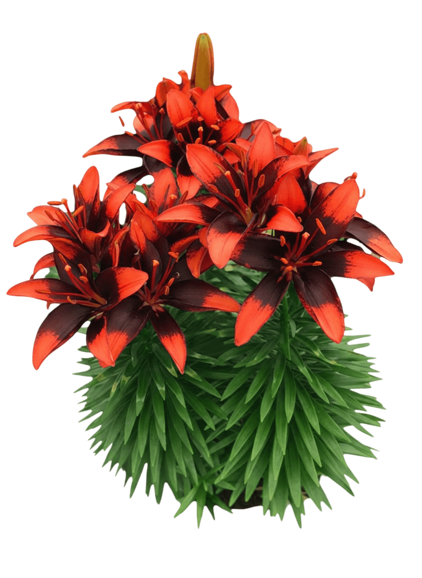 Dwarf Asiatic Hardy Lily (Lilium Lily Looks™ ‘Tiny Ink’) - Perennials