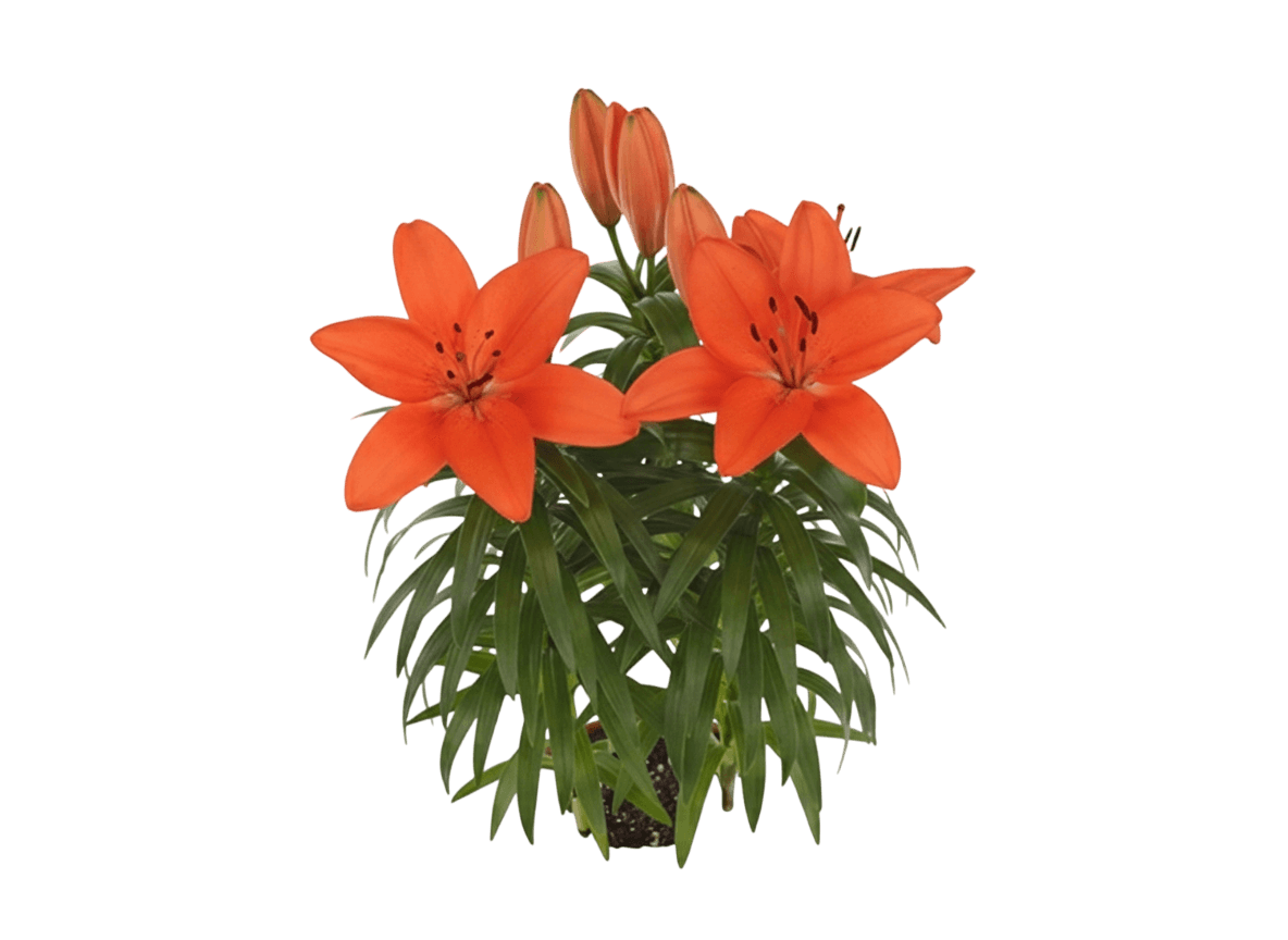 Dwarf Asiatic Hardy Lily (Lilium Lily Looks™ ‘Tiny Moon’) - Perennials