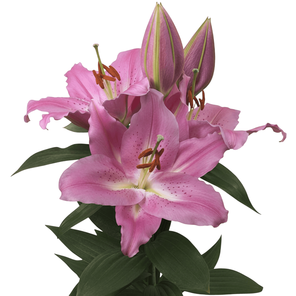 Lily Looks™ Dwarf Oriental Hardy Lily (Lilium O. ‘Sunny Camino’) - Perennials