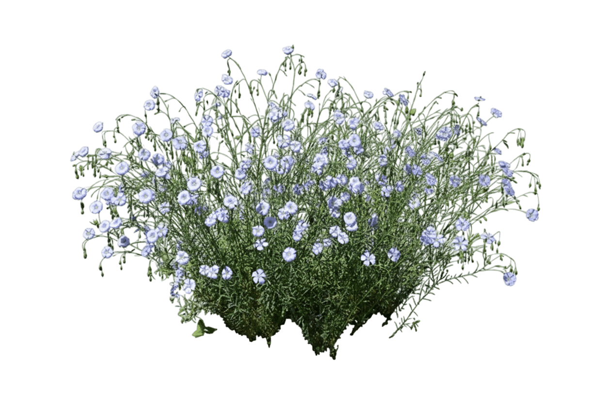 Flax, Sapphire (Linum Perenne 'Sapphire') - Perennials