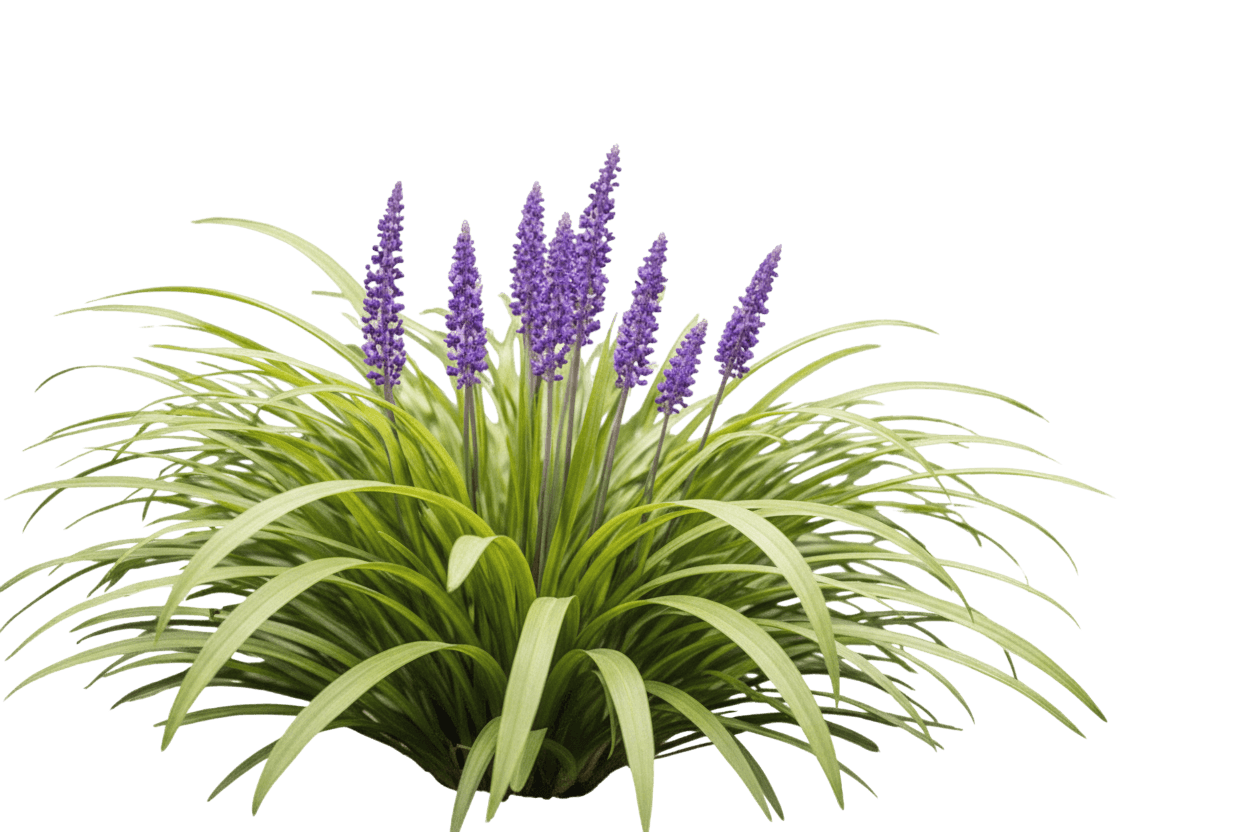 Variegated Lilyturf (Liriope Muscari 'Variegata') - Ground Layers