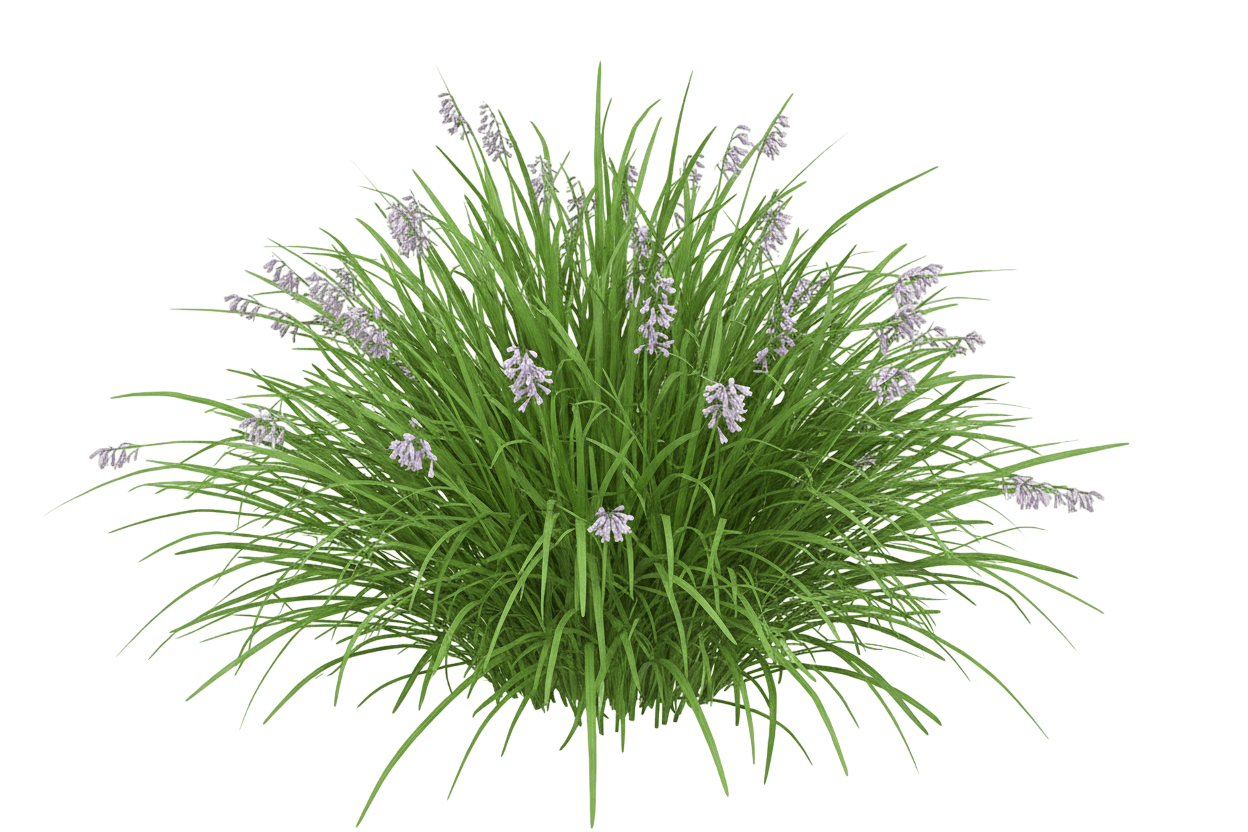Creeping Lilyturf (Liriope Spicata) - Ground Layers