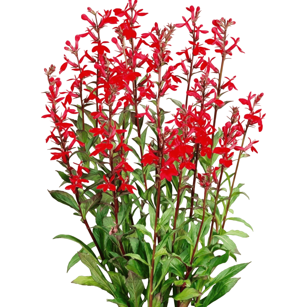 Red Cardinal Flower (Lobelia Cardinalis) - Perennials