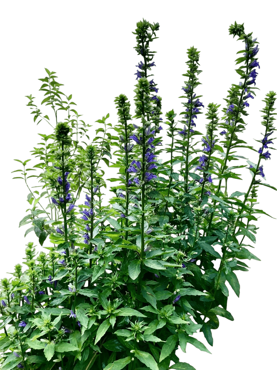 Blue Cardinal Flower (Lobelia Siphilitica) - Perennials