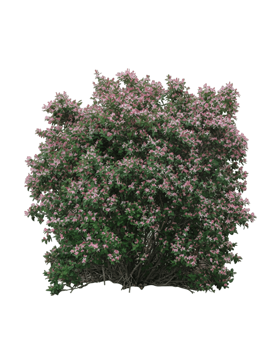 Honeysuckle, Honeyrose (Lonicera 'Honeyrose') - Ground Layers