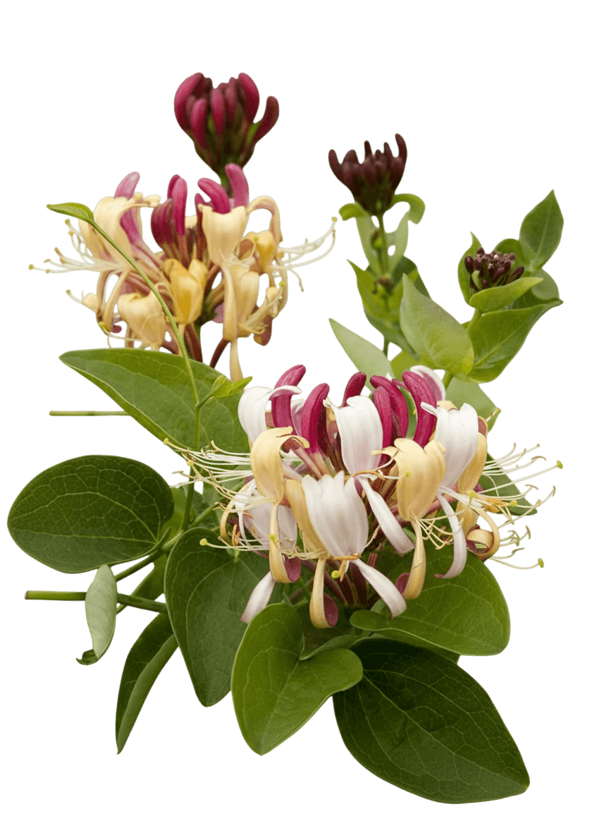 Honeysuckle, Winchester (Lonicera 'Winchester') - Ground Layers