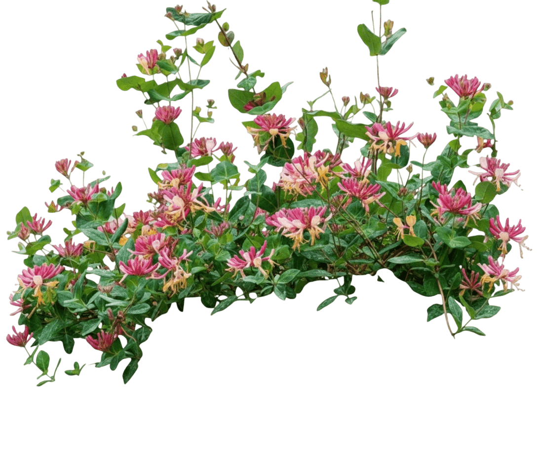 Honeysuckle, Goldflame (Lonicera Heckrotti) - Ground Layers