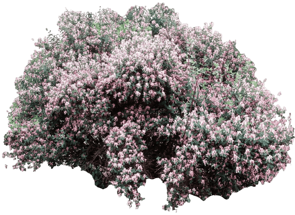 Honeysuckle, Cheyenne Pink Velvet (Lonicera Korolkowii ‘Cheyenne Pink Velvet) - Ground Layers