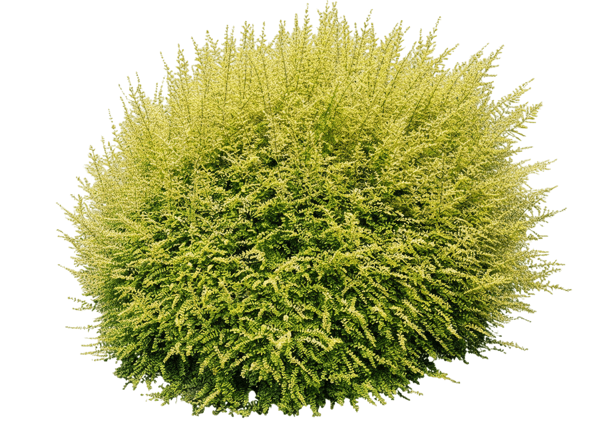 Thunderbolt® Box Honeysuckle (Lonicera Nitida 'Thunderbolt') - Ground Layers