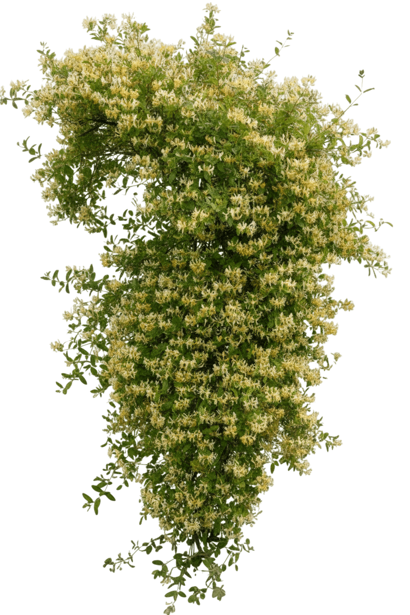 Honeysuckle, Graham Thomas (Lonicera Periclymenum ‘Graham Thomas’) - Ground Layers