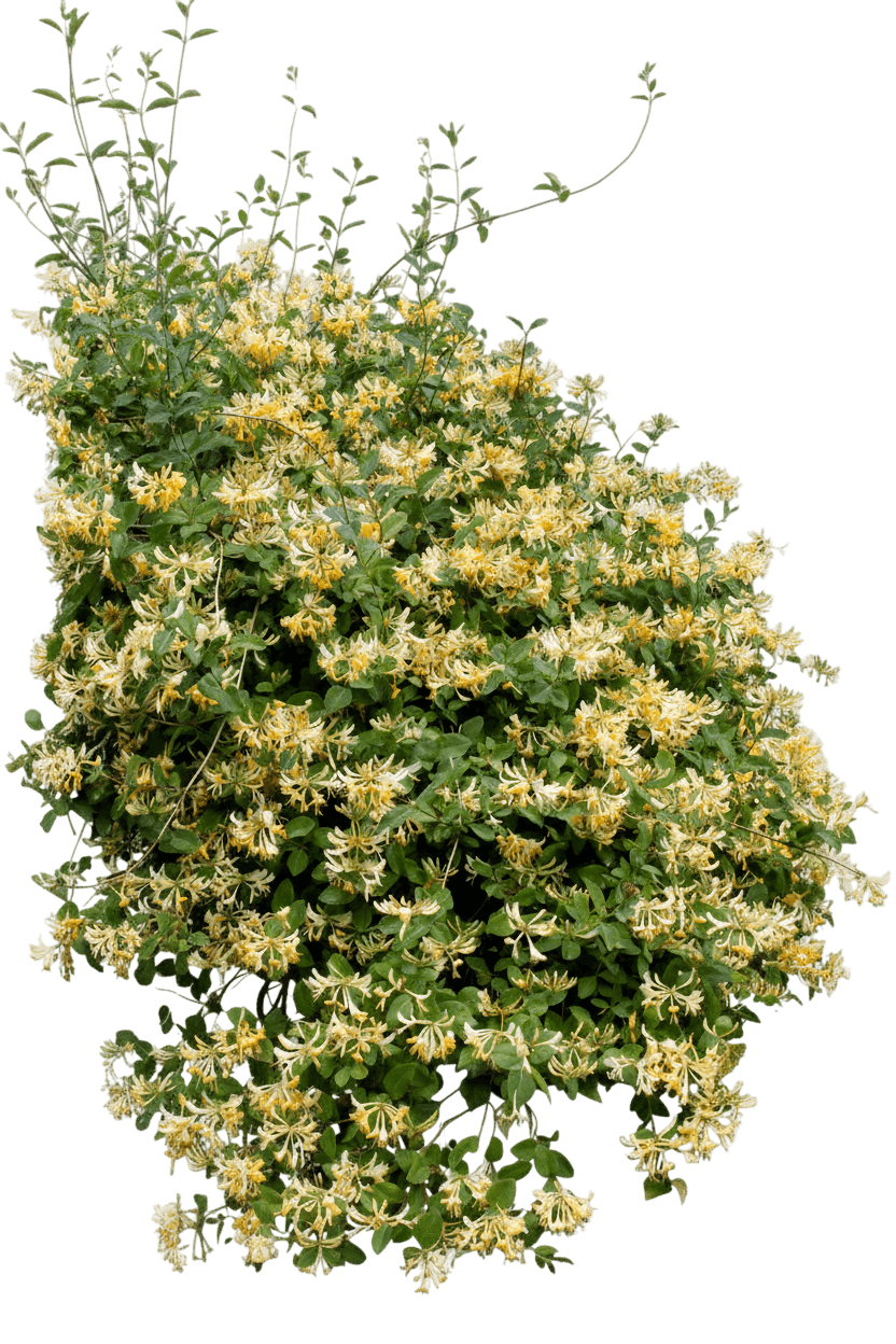 Graham Thomas Honeysuckle (Lonicera Periclymenum 'Graham Thomas') - Ground Layers