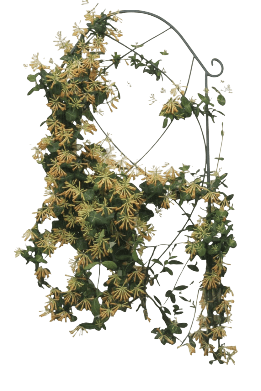 Yellow Honeysuckle (Lonicera S. 'John Clayton') - Perennials