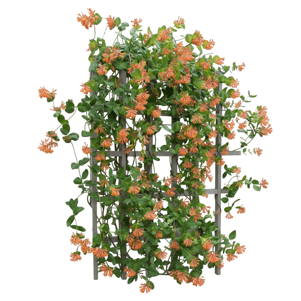 Honeysuckle, Dropmore (Lonicera X Brownii ‘Dropmore Scarlet’) - Ground Layers