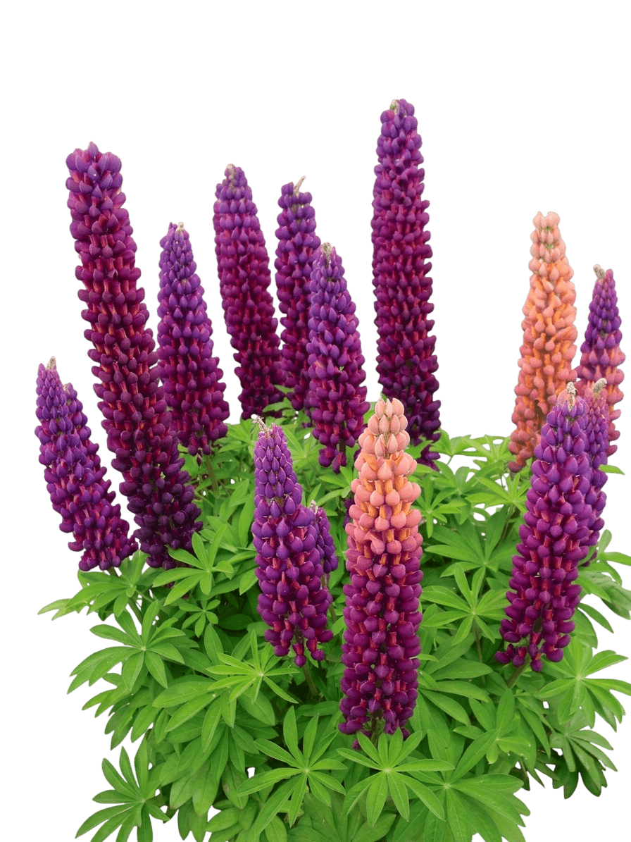 Candyland Mix Lupine (Lupinus 'Candyland Mix') - Perennials