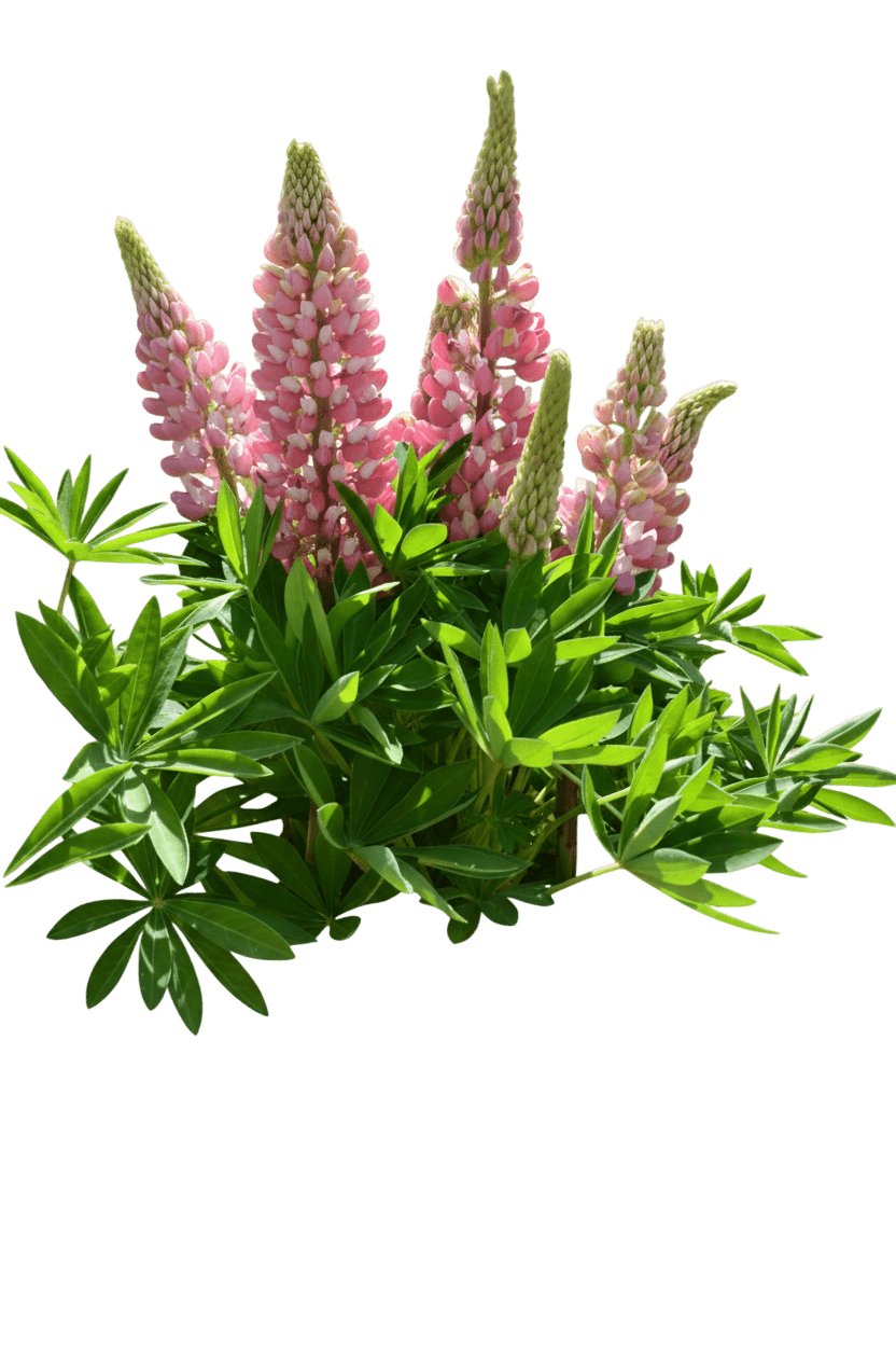 Lupine, Gallery Pink (Lupinus 'Gallery Pink') - Perennials
