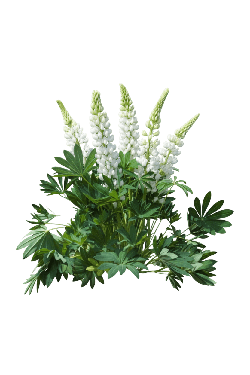 Lupine, Gallery White (Lupinus 'Gallery White') - Perennials