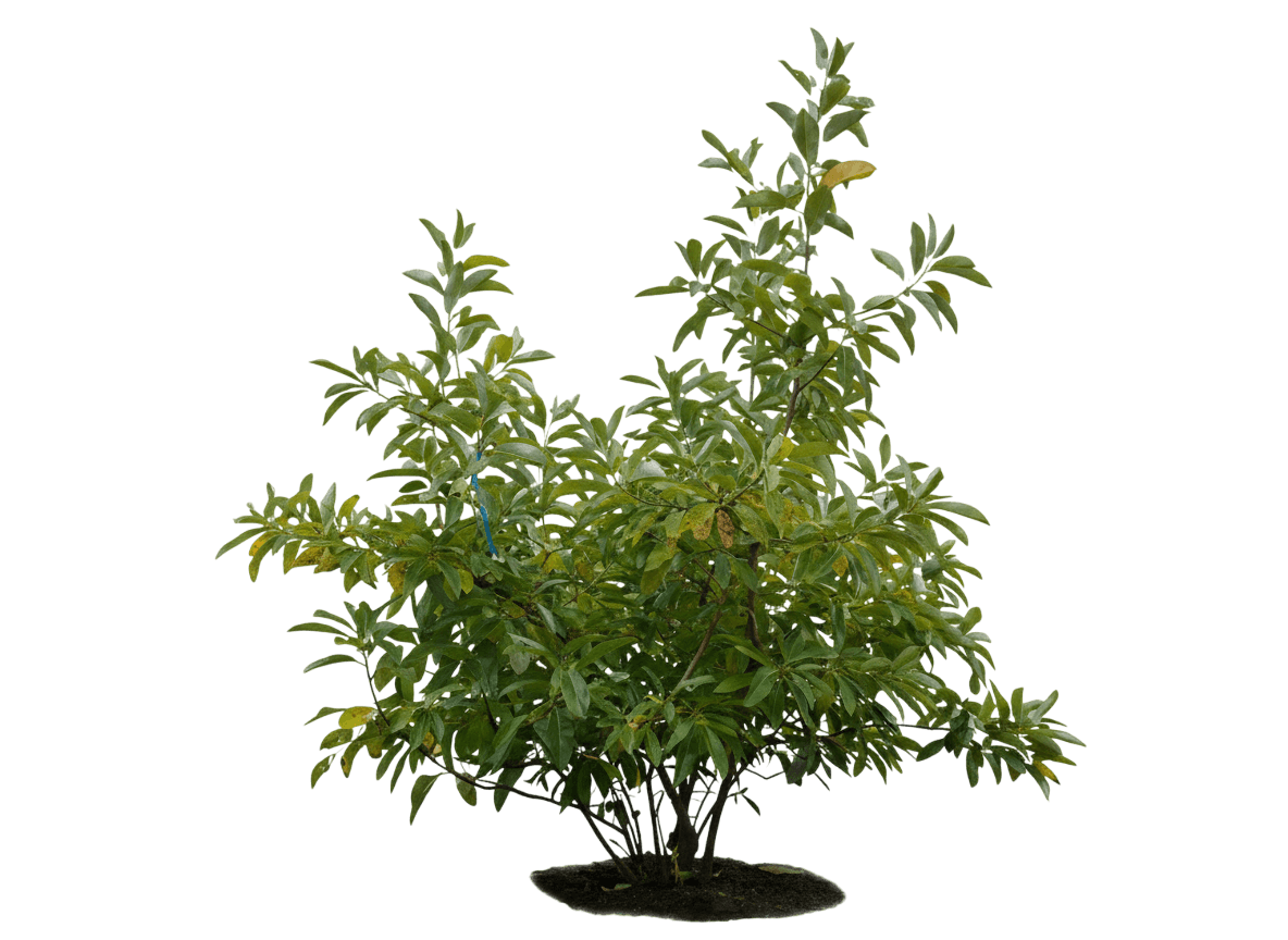 Sweetbay Magnolia Multi-Stem (Magnolia Virginiana Glauca) - Flowering Trees