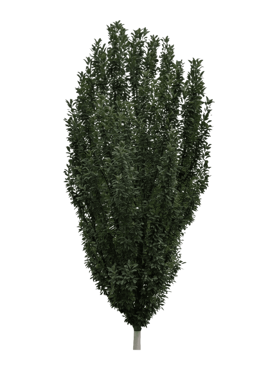 Crabapple, Emerald Spire (Malus ‘Emerald Spire’) - Flowering Trees