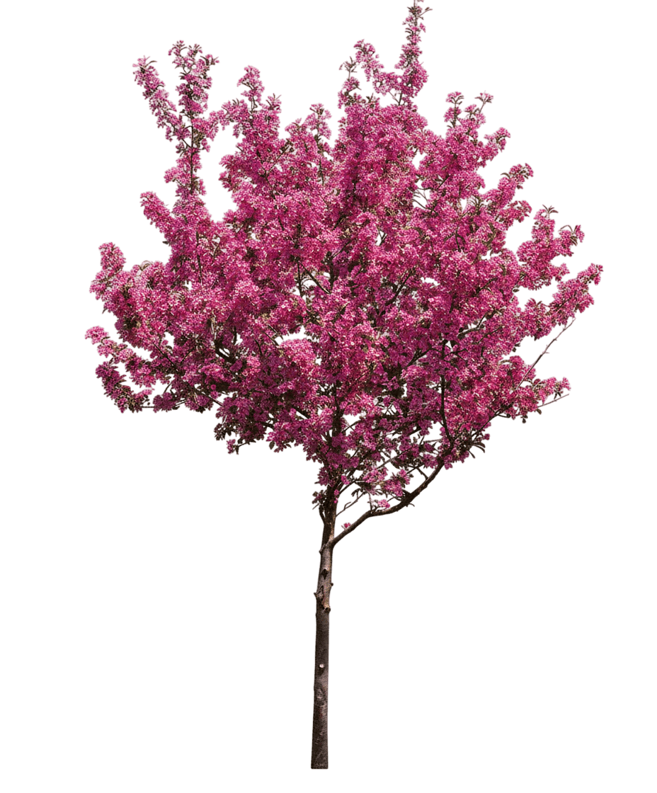 Crabapple, Perfect Purple (Malus ‘Perfect Purple’) - Flowering Trees