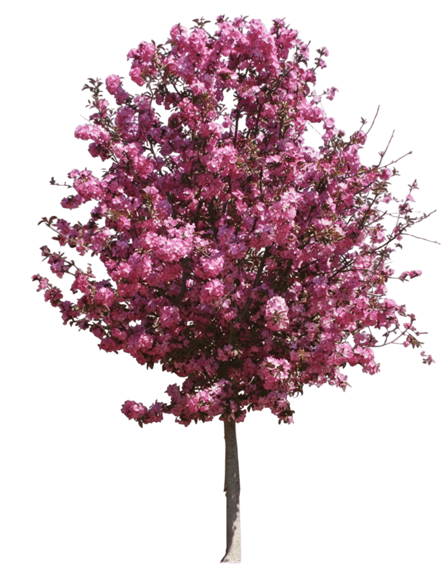 Crabapple, Showtime (Malus ‘Shotizam’) - Flowering Trees