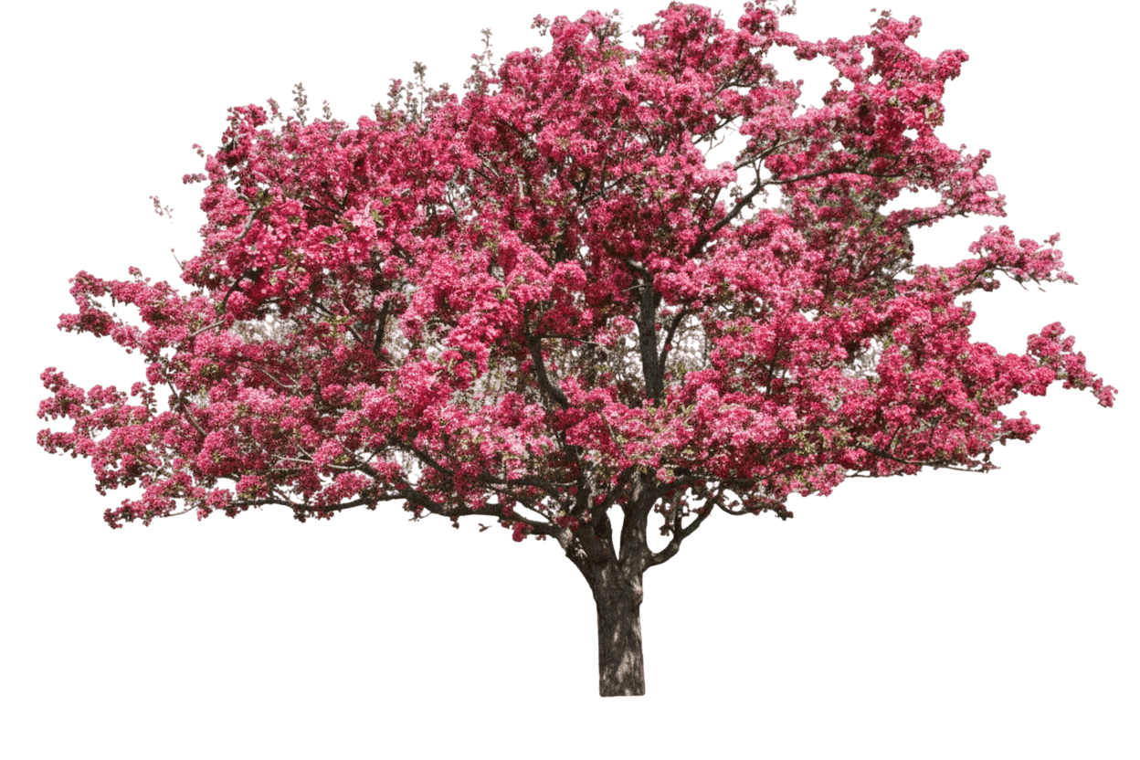 Crabapple, Adams *Call For Availability* (Malus 'Adams') - Flowering Trees