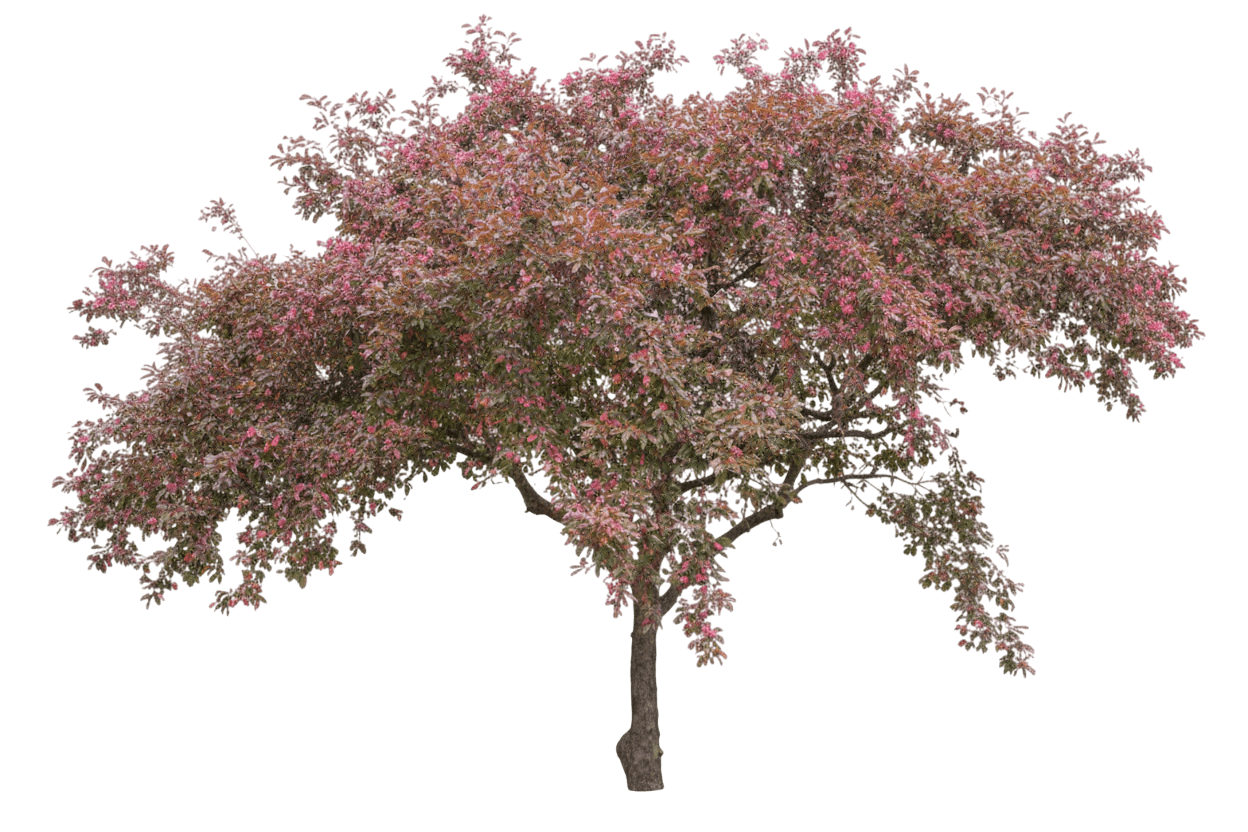 Crabapple, Robinson *Call For Availability* (Malus 'Robinson') - Flowering Trees