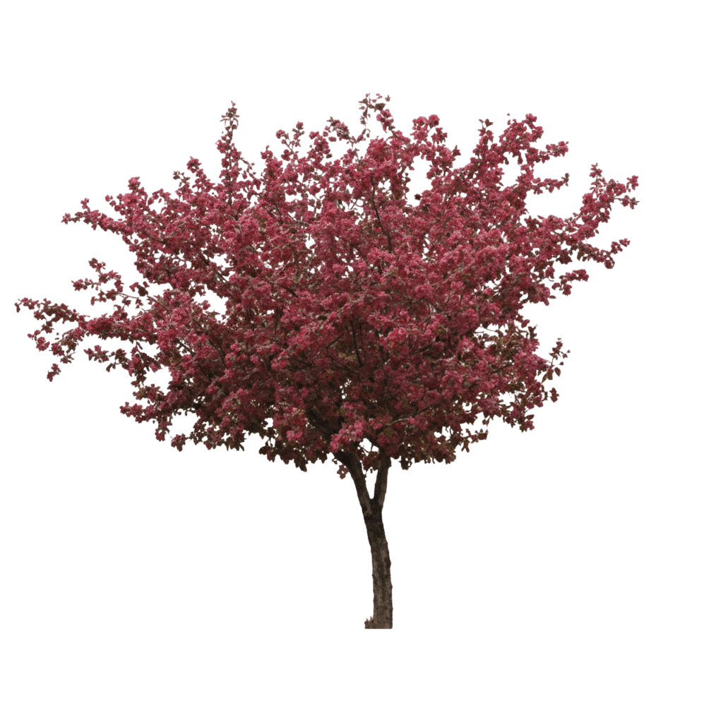Crabapple, Royalty (Malus 'Royalty') - Flowering Trees