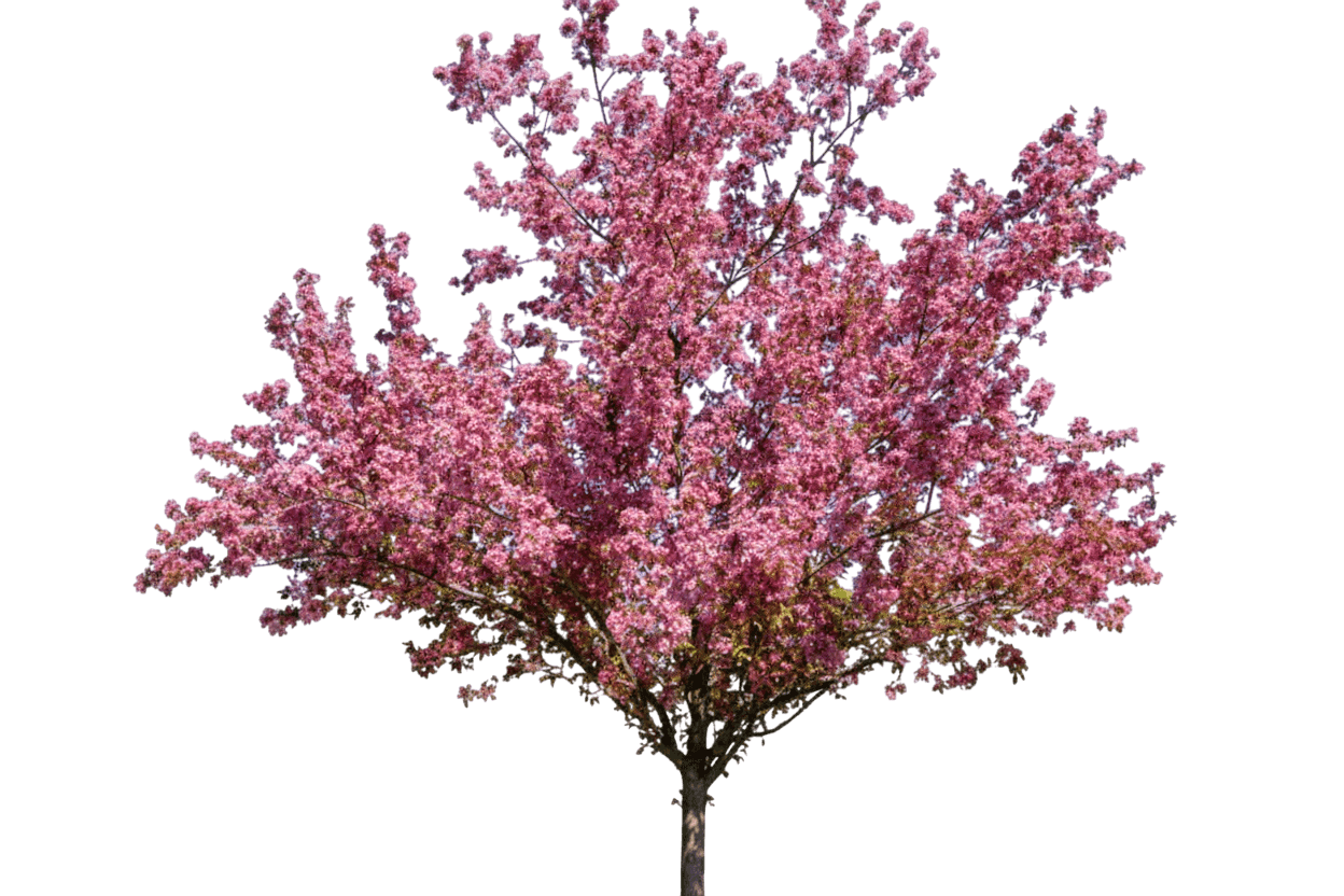 Crabapple, Thunderchild (Malus 'Thunderchild') - Flowering Trees