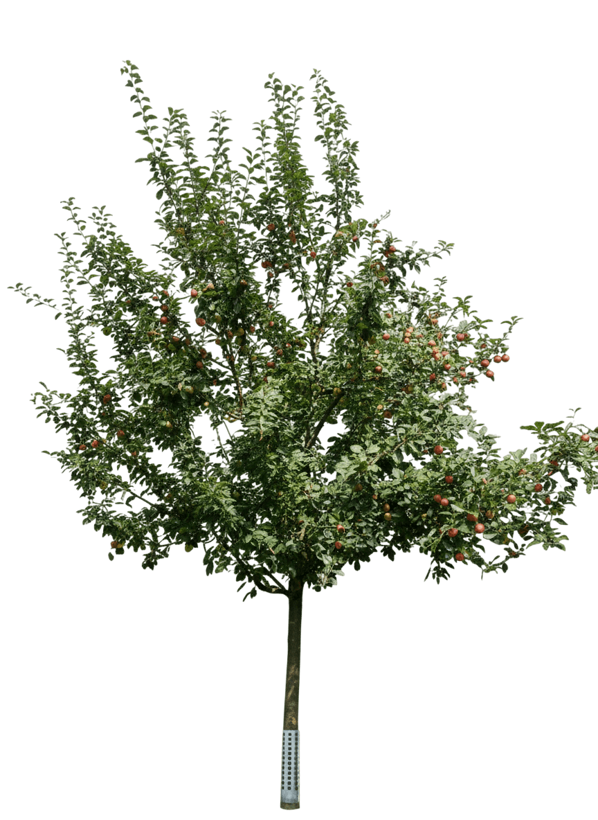 Gala Apple (Malus Domestica 'Gala') - Fruit Trees