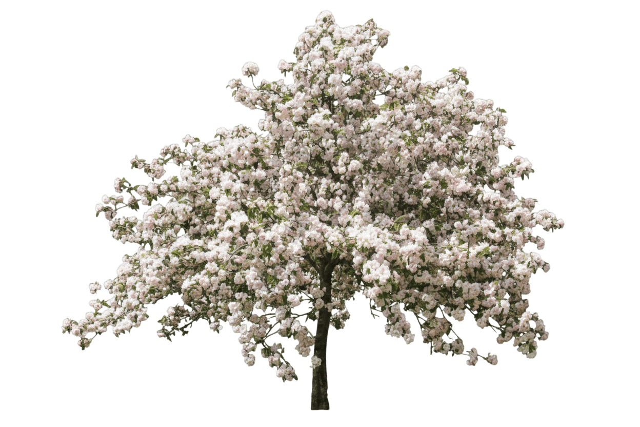 Crabapple, Bechtel (Malus Ioensis ‘Plena’) - Flowering Trees