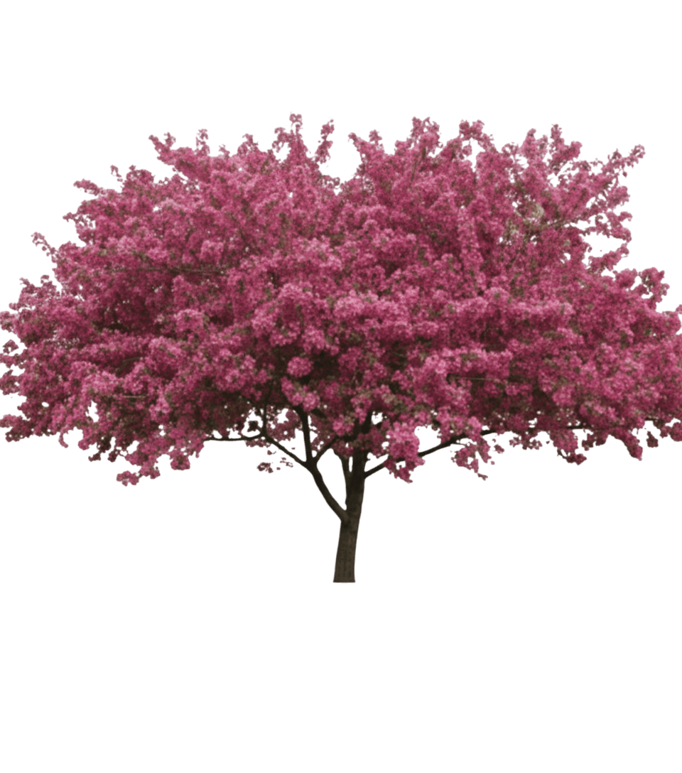 Crabapple, Prairie Rose *Call For Availability* (Malus Ioensis ‘Prairie Rose’) - Flowering Trees