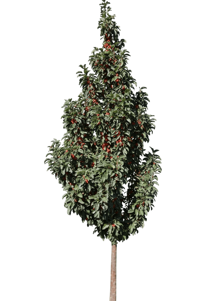 Ivory Spear™ Crabapple (Malus Ivory Spear 'Jfs Kw214Mx') - Flowering Trees