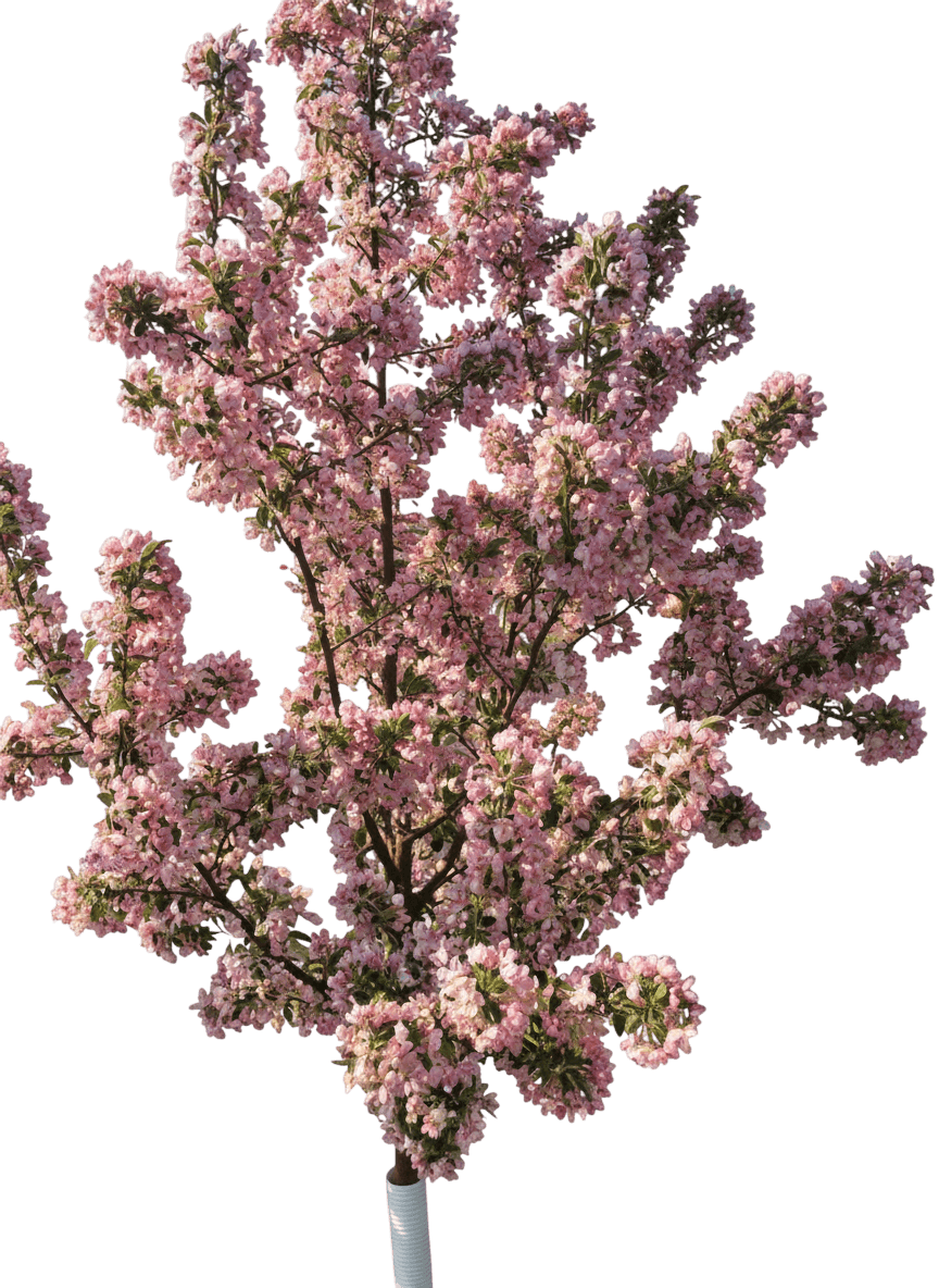 Pink Sparkles Crabapple (Malus Pink Sparkles 'Malusquest') - Flowering Trees