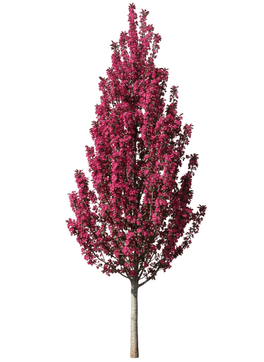 Raspberry Spear™ Crabapple (Malus Raspberry Spear 'Jfs Kw213Mx') - Flowering Trees