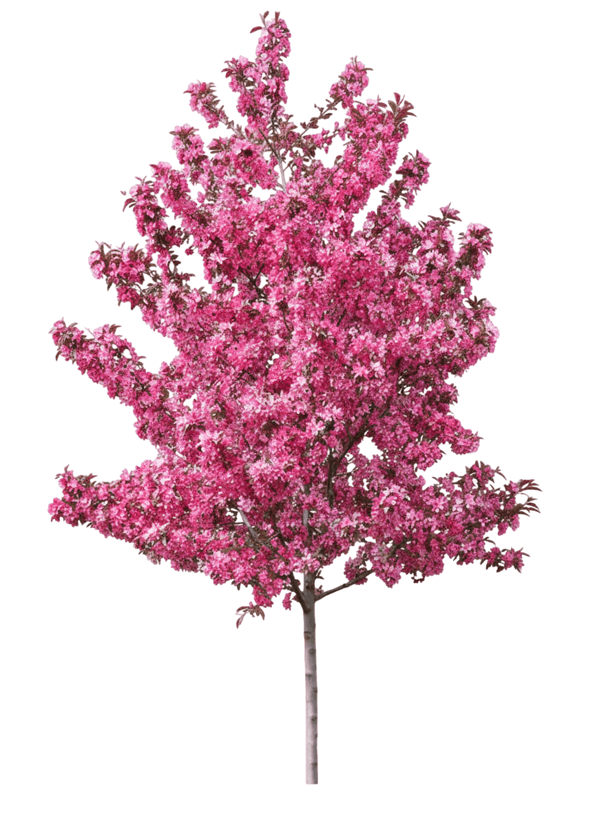 Royal Raindrops® Crabapple (Malus Royal Raindrops 'Jfs-Kw5') - Flowering Trees