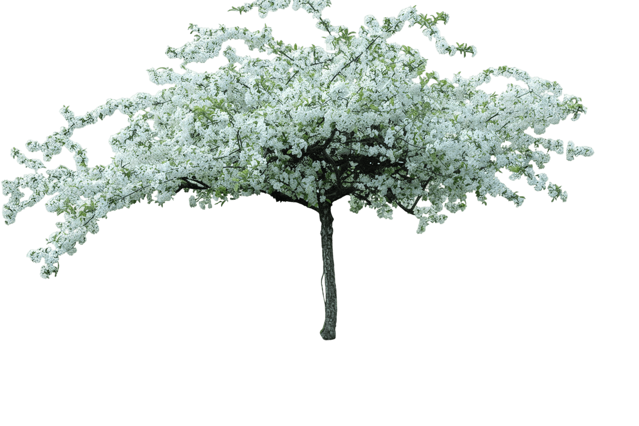 Weeping Tina Crabapple (Malus Sargentii 'Weeping Tina') - Flowering Trees