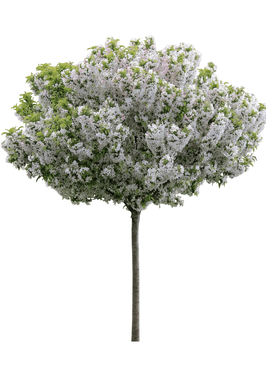 Sparkling Sprite® Crabapple (Malus Sparkling Sprite 'Jfs_Kw207') - Flowering Trees