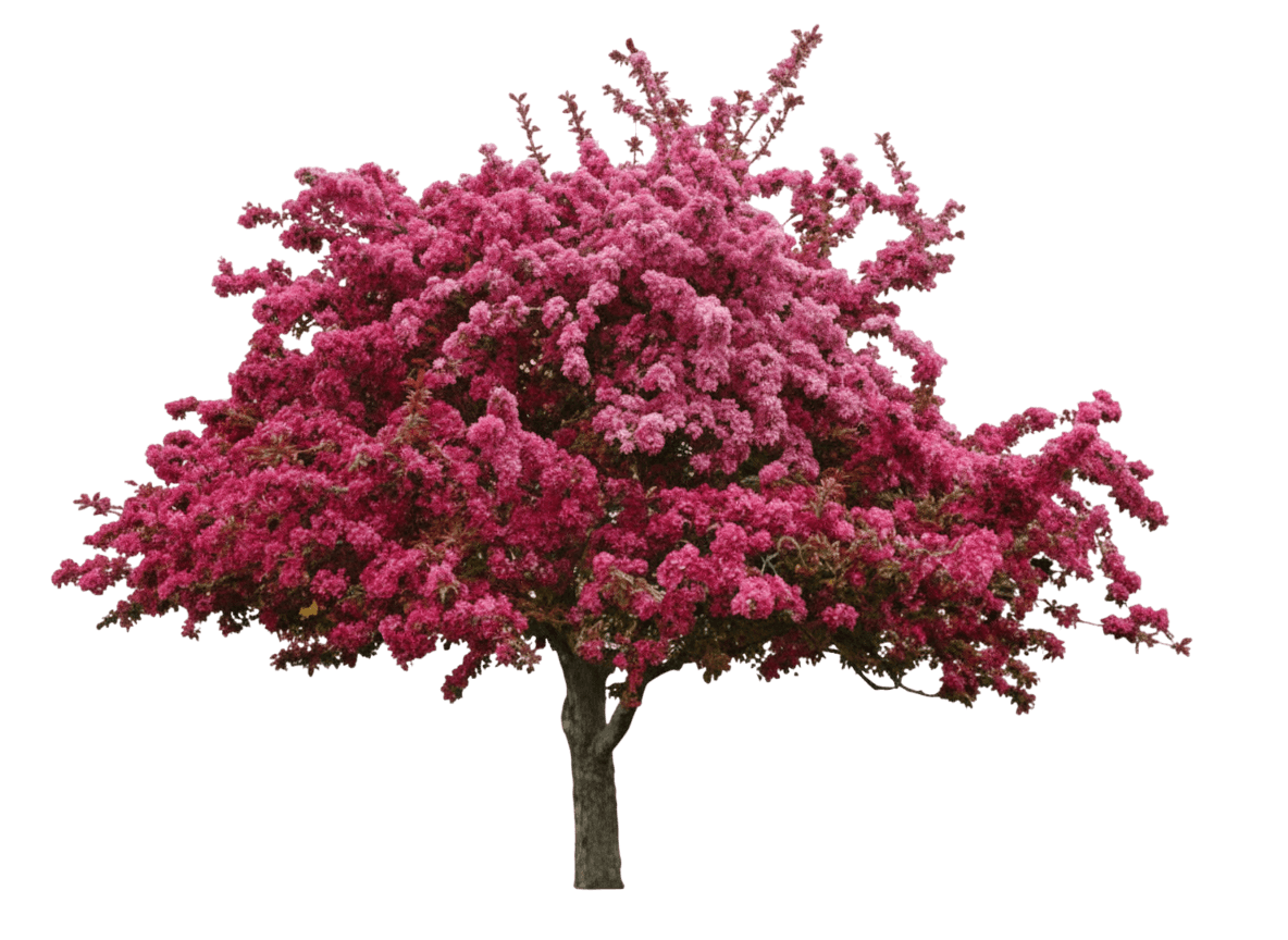 Crabapple, Prairie Fire (Malus X 'Prairie Fire') - Flowering Trees