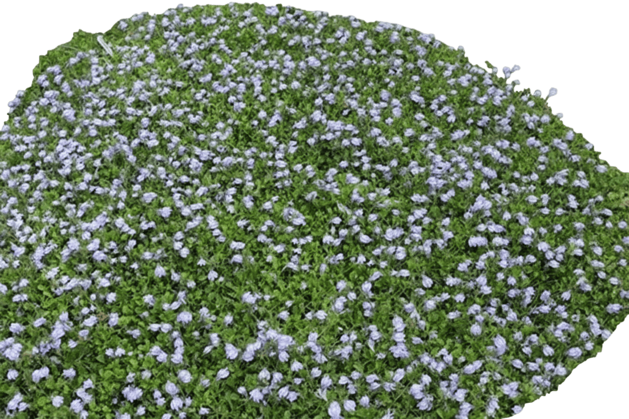 Creeping Blue Mazus (Mazus Reptans) - Ground Layers