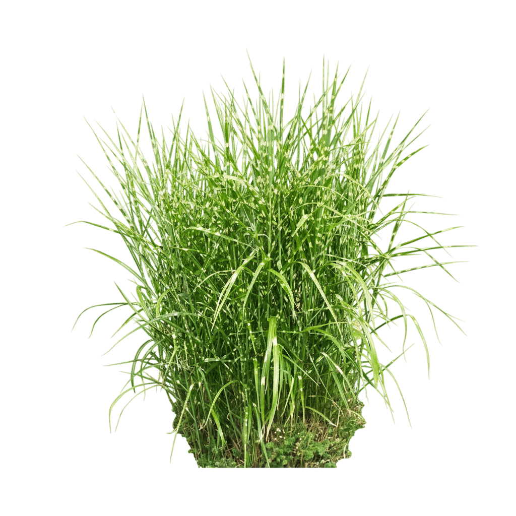 Grass, Maiden, Dwarf Zebra (Miscanthus Sinensis ‘Zebrinus’) - Grasses