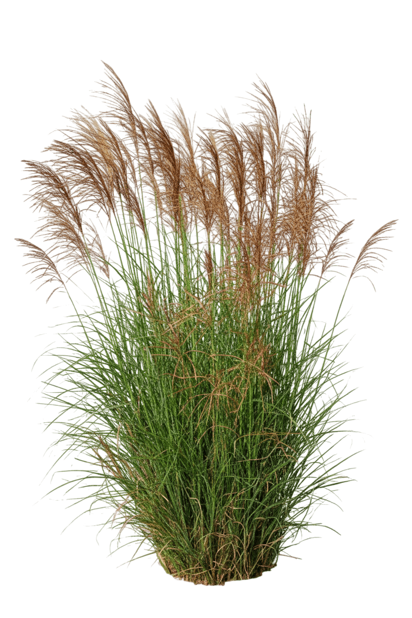 Scout Maiden Grass (Miscanthus Sinensis Scout 'M77') - Grasses
