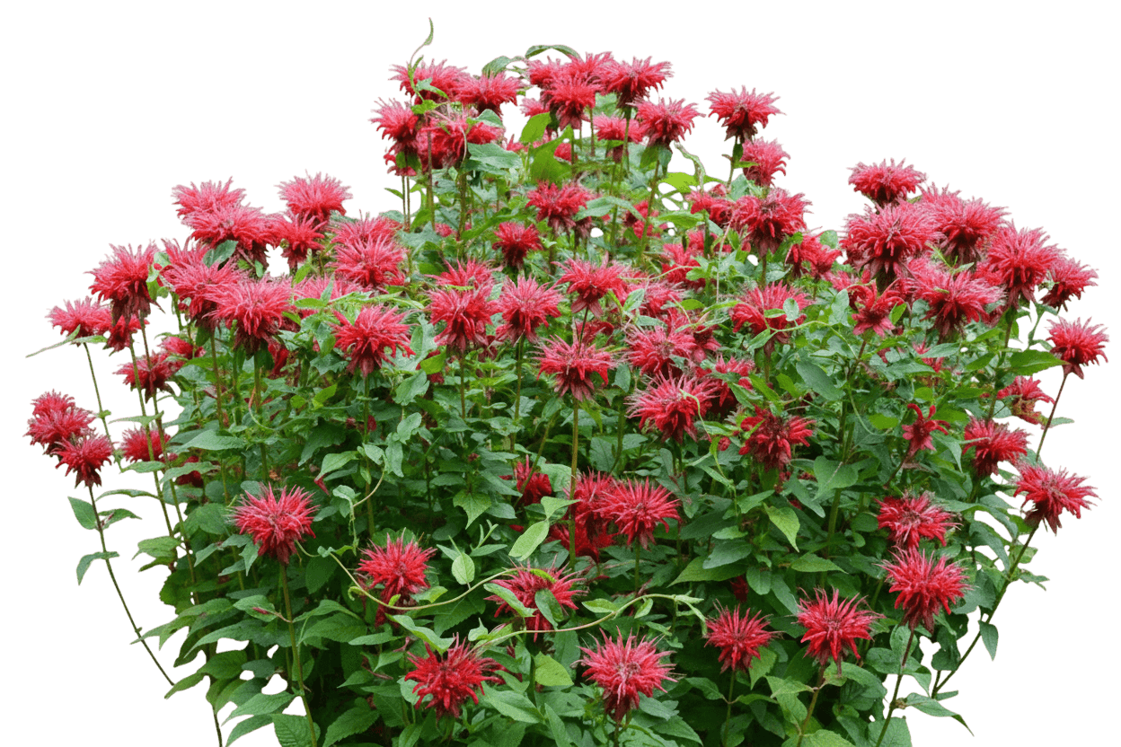 Pardon My Cerise Bee Balm (Monarda Didyma 'Pardon My Cerise') - Perennials