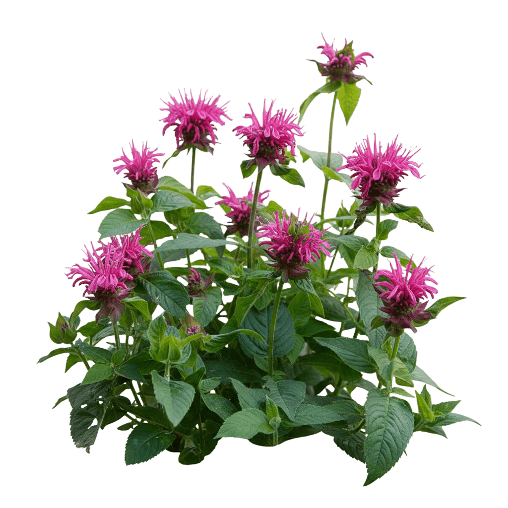 Pardon My Lavender Ii Bee Balm (Monarda Didyma 'Pardon My Lavender Ii') - Perennials