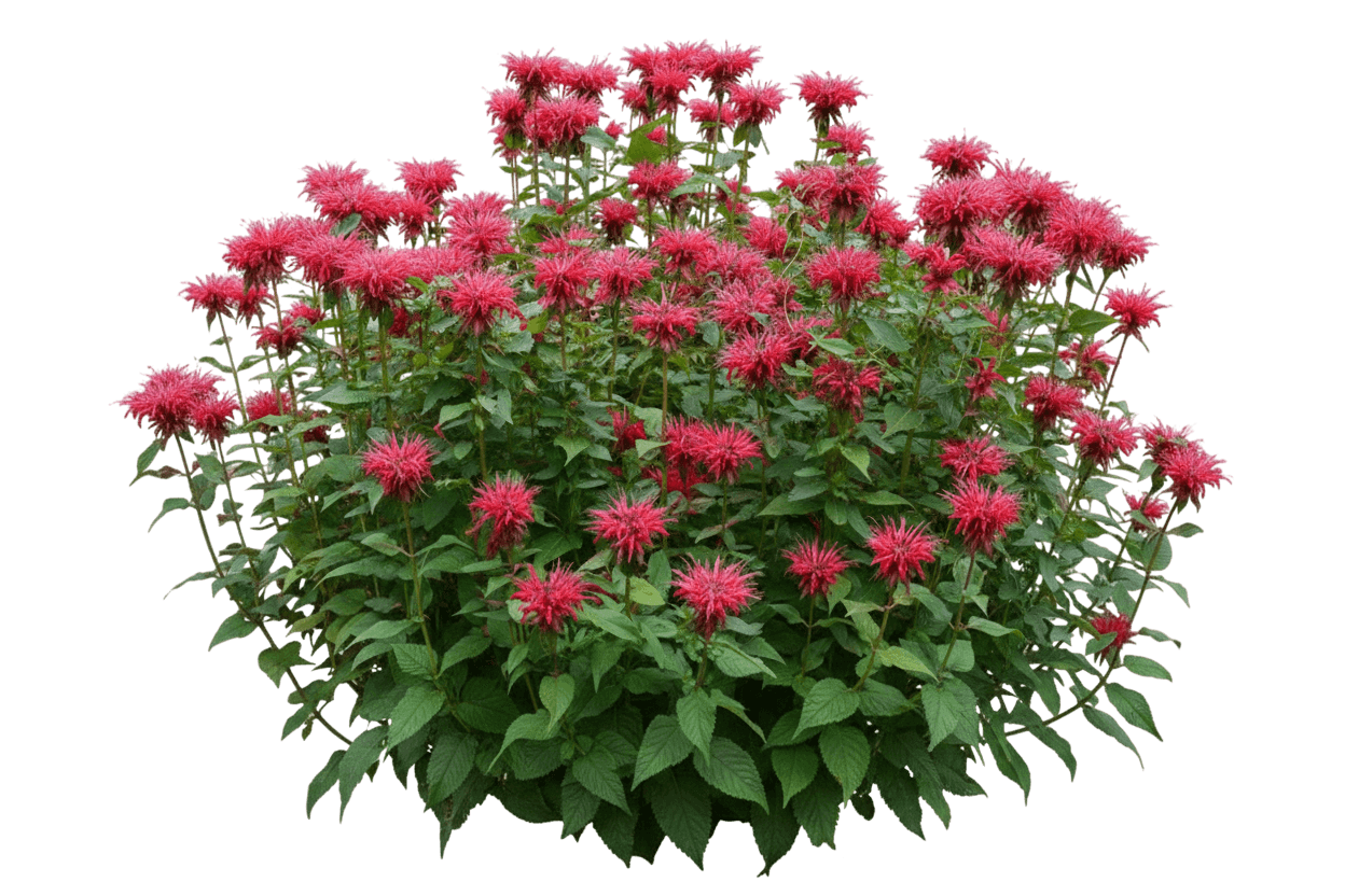 Pardon My Rose Bee Balm (Monarda Didyma 'Pardon My Rose') - Perennials