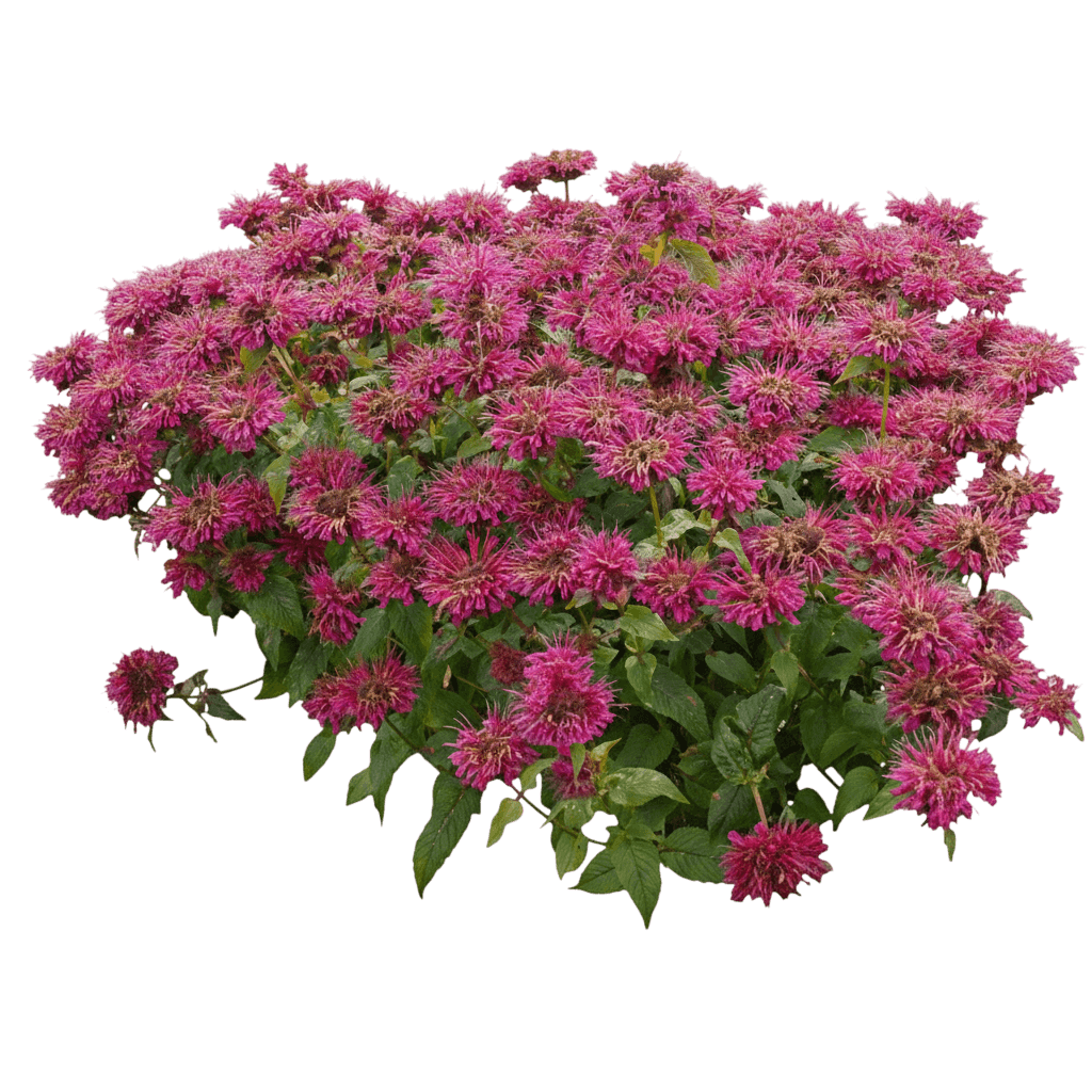 Grand Marshall Bee Balm (Monarda Didyma Grand Marshall 'Achall') - Perennials